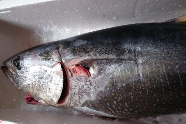 マグロの子